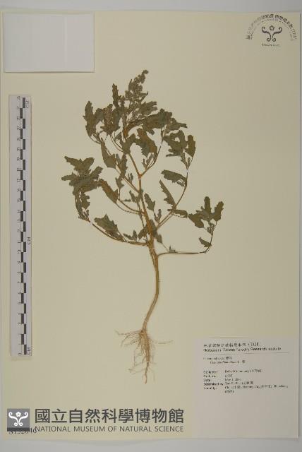 藜、灰藜藏品圖，第1張