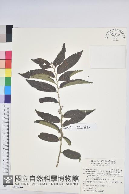 菲律賓饅頭果藏品圖，第1張