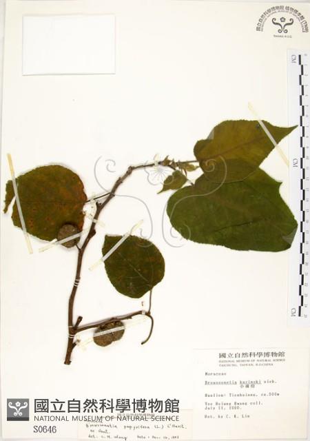 構樹藏品圖，第1張