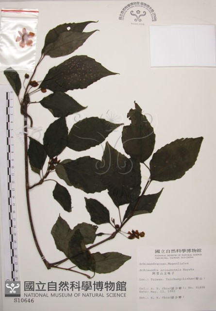 阿里山五味子藏品圖，第1張