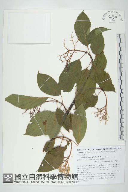 梜木藏品圖，第1張