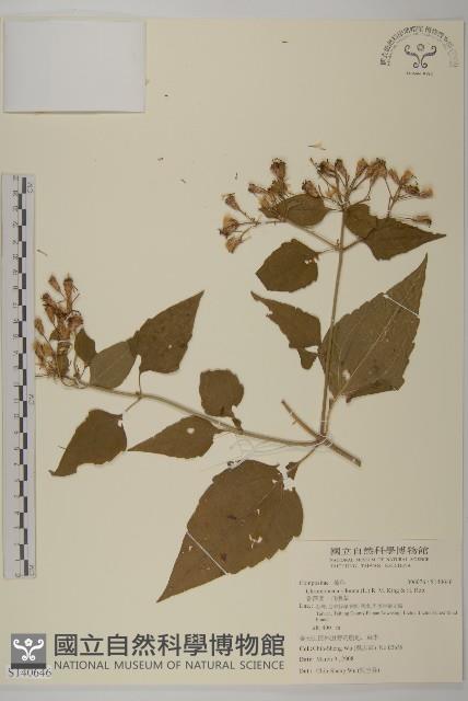 香澤蘭、飛機草藏品圖，第1張