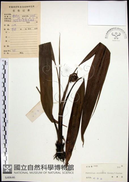 船子草、船仔草藏品圖，第1張