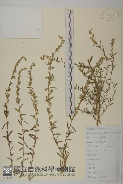 魁蒿藏品圖，第1張