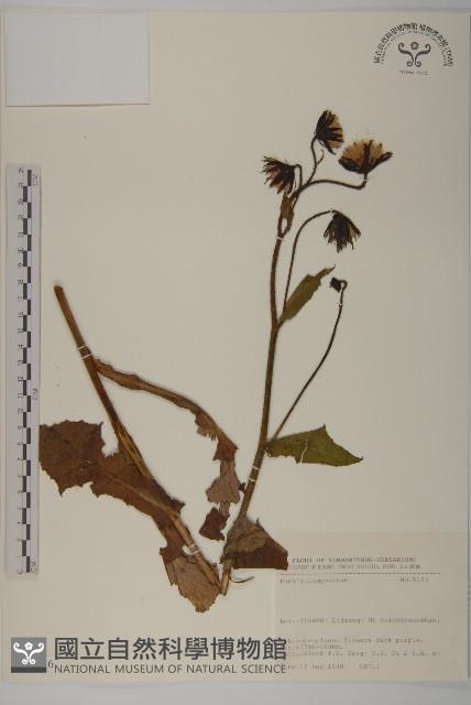 登錄號:S031646藏品圖，第1張