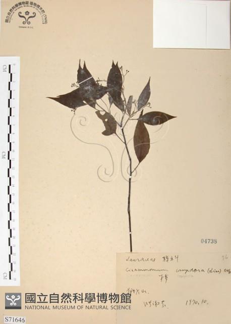 樟樹藏品圖，第1張