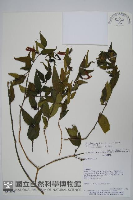 紅唇花藏品圖，第1張