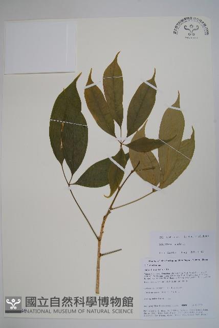 細序鵝掌柴藏品圖，第1張