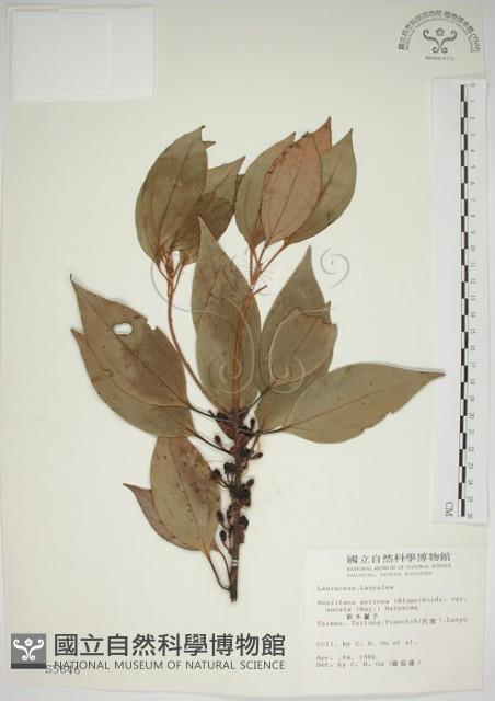 金新木薑子藏品圖，第1張