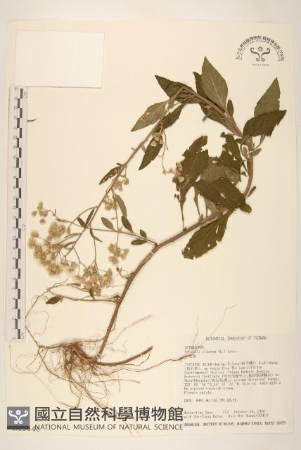 一枝香藏品圖，第1張