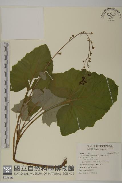 腺梗菜藏品圖，第1張