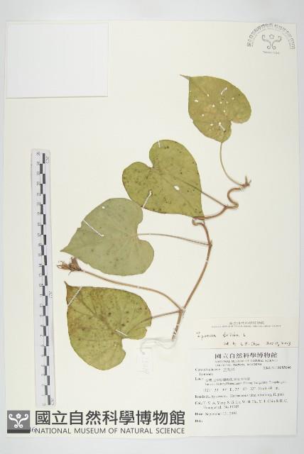 紅花野牽牛藏品圖，第1張