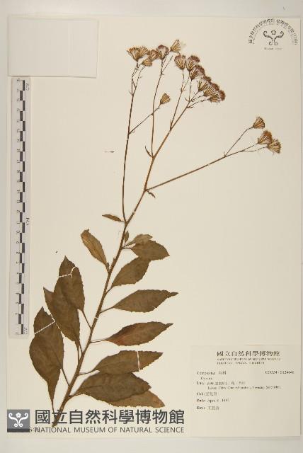 登錄號:S124646藏品圖，第1張