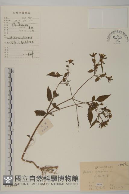 大狼把草藏品圖，第1張