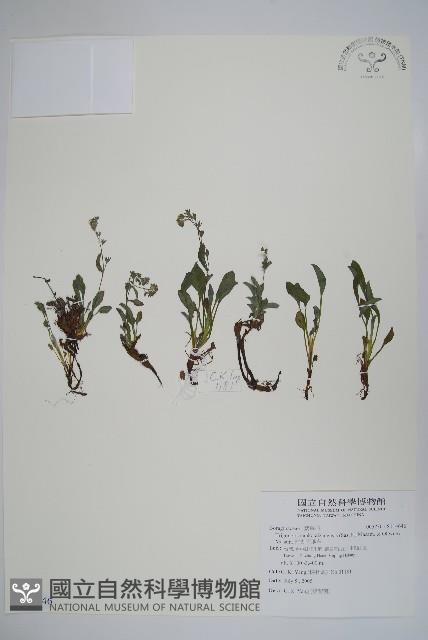 南湖附地草藏品圖，第1張