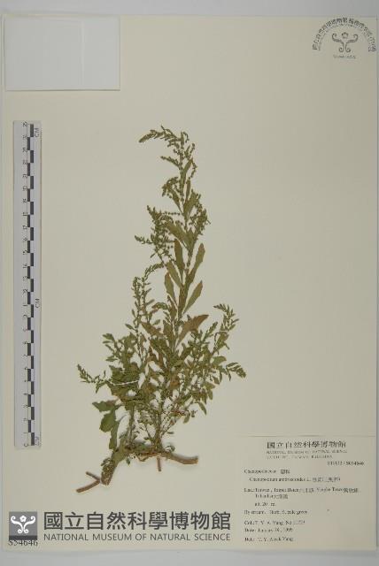 臭杏、土荊芥藏品圖，第1張