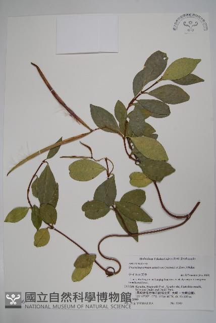 亞洲絡石藏品圖，第1張