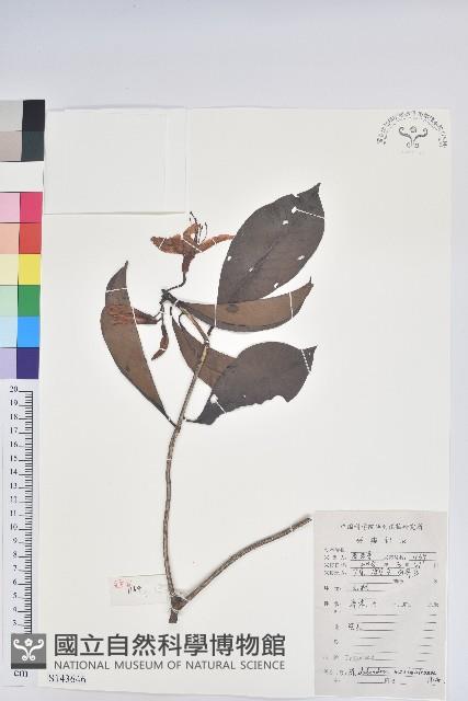 六角杜鵑藏品圖，第1張