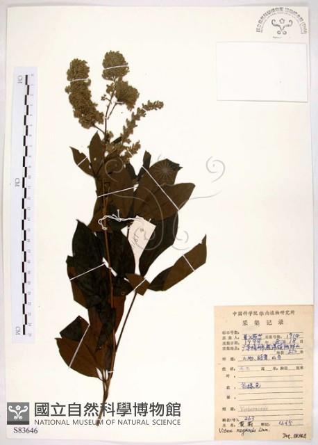 黃荊藏品圖，第1張