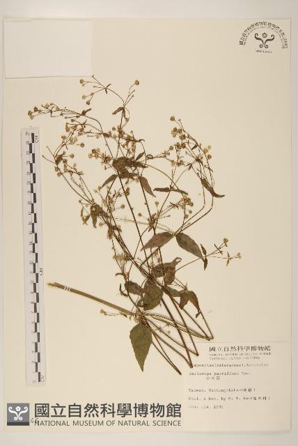 小米菊藏品圖，第1張