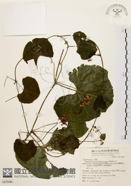 黑果馬交兒藏品圖，第1張