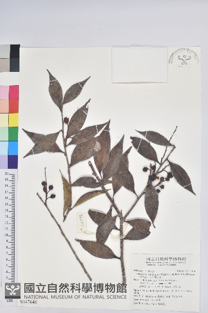 珍珠花、長尾葉越橘藏品圖，第1張