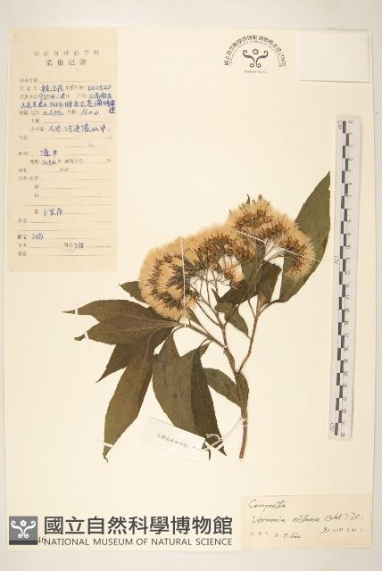 展枝斑鳩菊藏品圖，第1張