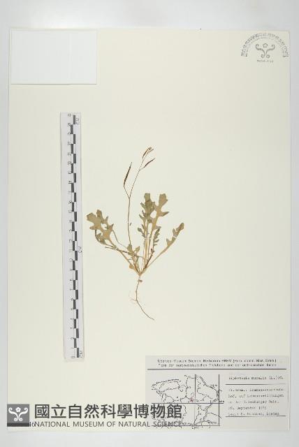 二行芥藏品圖，第1張