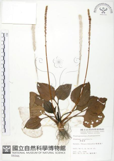 車前草藏品圖，第1張