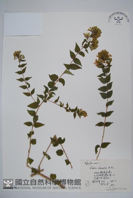 臺灣糯米條藏品圖，第1張