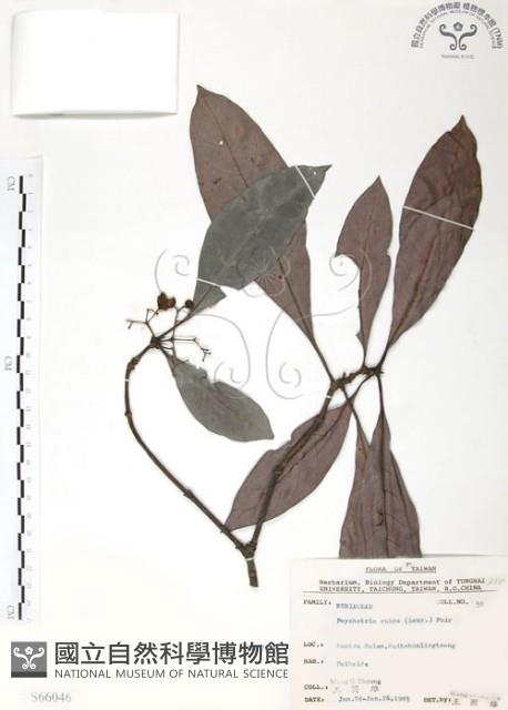 九節木、牛屎烏、青龍吐霧藏品圖，第1張