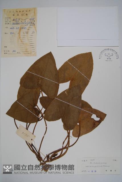 祁陽細辛藏品圖，第1張