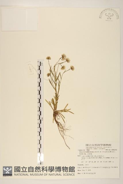 福山氏飛蓬藏品圖，第1張