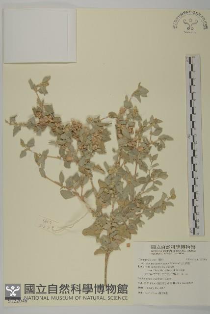 馬氏濱藜藏品圖，第1張