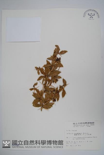 臺灣小蘗藏品圖，第1張