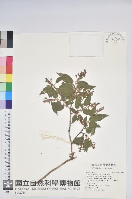 南燭藏品圖，第1張