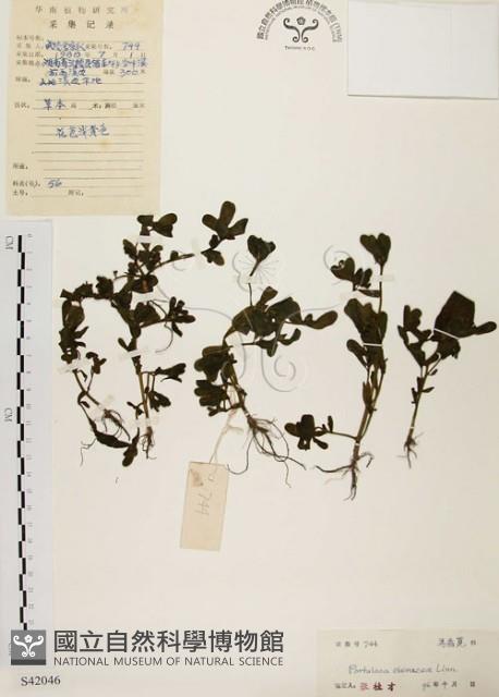 馬齒莧藏品圖，第1張