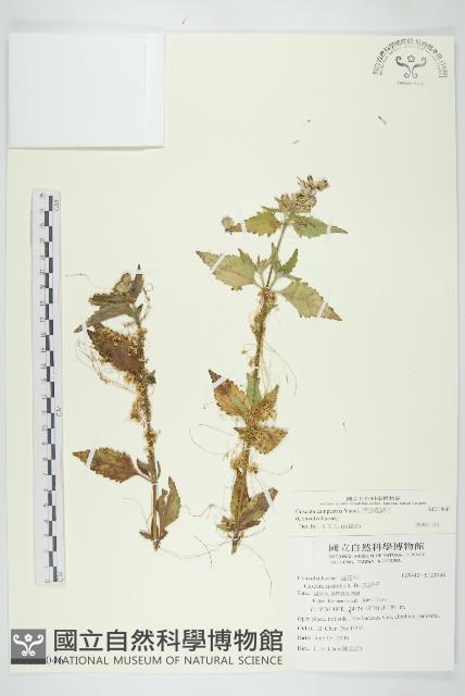 平原菟絲子藏品圖，第1張