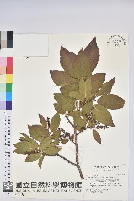 南燭藏品圖，第1張