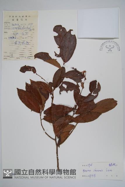 假鷹爪藏品圖，第1張