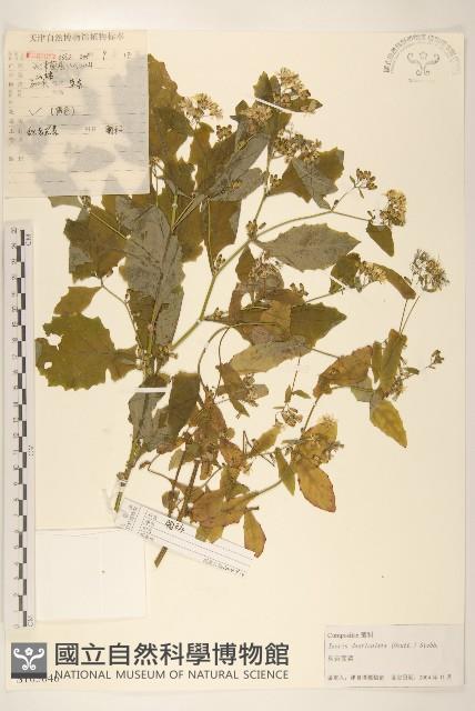 苦實菜藏品圖，第1張