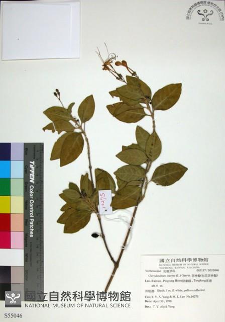 苦林盤藏品圖，第1張