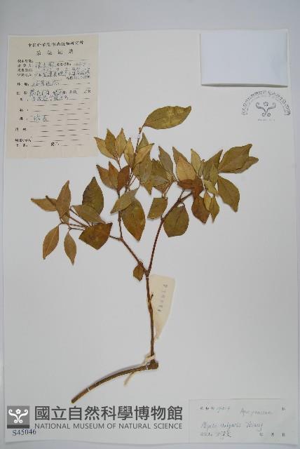 串珠子藏品圖，第1張