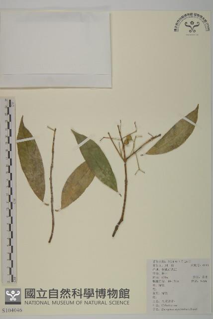 Accession Number:S104046 Collection Image, Figure 1, Total 2 Figures