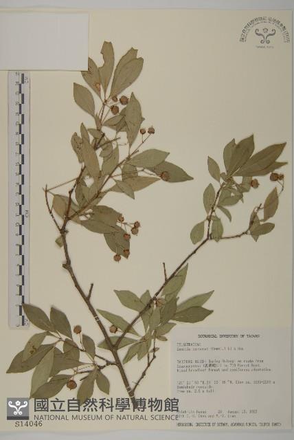 厚葉衛矛藏品圖，第1張