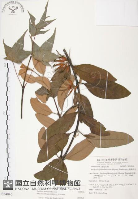 杜鵑桑寄生藏品圖，第1張