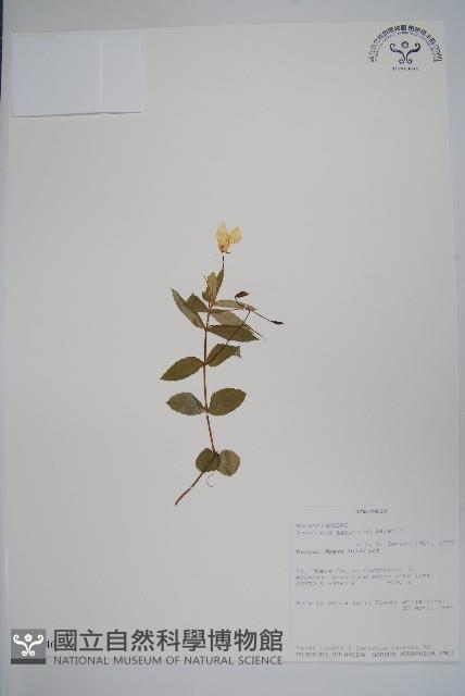 登錄號:S094046藏品圖，第1張