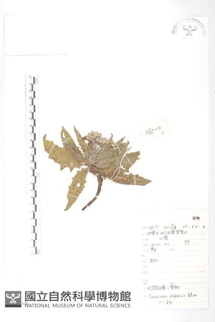 達烏里鳳毛菊藏品圖，第1張