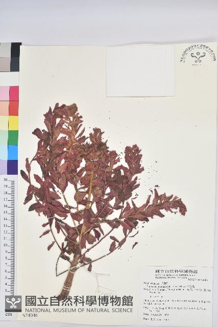 大狼毒藏品圖，第1張