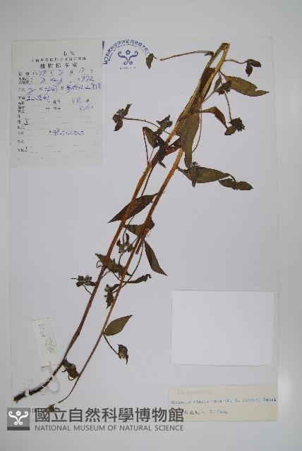 微孔草藏品圖，第1張